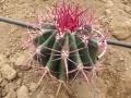 Ferocactus stainesii v.haematacanthus