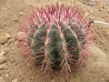 Ferocactus stainesii v.pringlei
