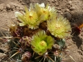 Ferocactus viridescens