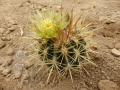 Ferocactus viridescens v.litoralis