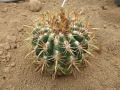 Ferocactus viridescens