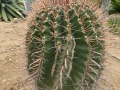 Ferocactus wislizeni v.herrerae