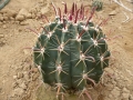 Ferocactus wislizeni v.tiburonensis