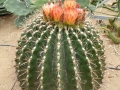 Ferocactus wislizeni