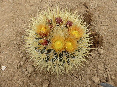 ferocactus chrysacanthub