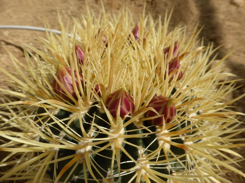 ferocactus chrysacanthus 2