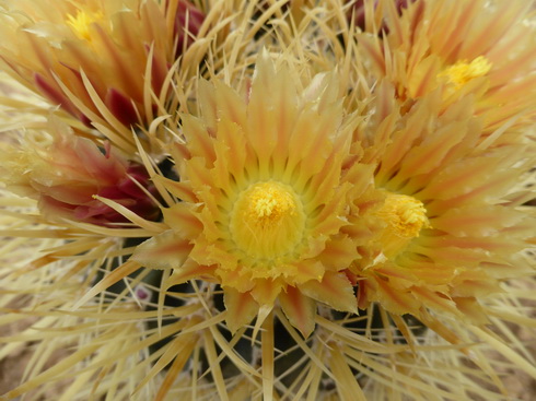 ferocactus chrysacanthus fleur