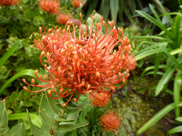 leucospernum cordifolium