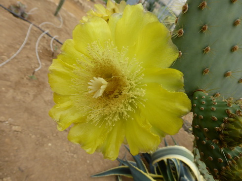 opuntia galapageia fleur