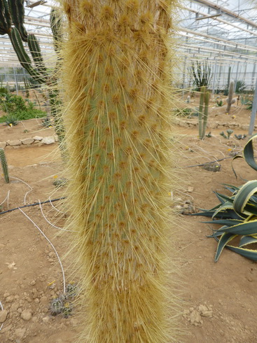 opuntia galapageia tronc