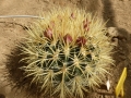 ferocactus chrysacanthus 1