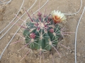 ferocactus rectispinus