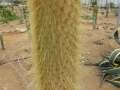 opuntia galapageia tronc