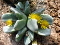 Conophytum