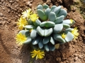 Conophytum bilobum