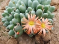 Conophytum bilobum ssp bilobum