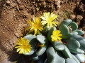 Conophytum bilobum ssp cordatum