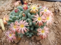 Conophytum bilobum