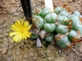 Conophytum flavum tetracarwum