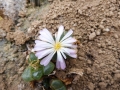 Conophytum limpidum