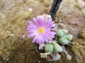 Conophytum marginatum