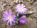 Conophytum marginatum ssp