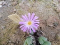 Conophytum marginatum