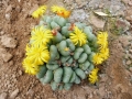 Conophytum meyeri