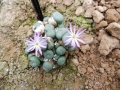 Conophytum minutum