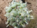 Conophytum truncatum