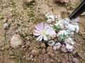 Conophytum tullum