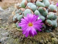 Conophytum velutinum