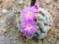 Conophytum velutinum