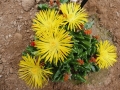 Faucaria paucidens