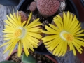 Lithops