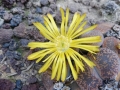 Lithops