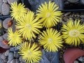 Lithops