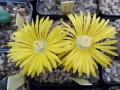 Lithops