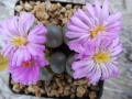 Lithops