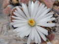 Lithops