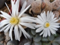 Lithops