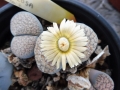 Lithops