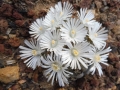 Lithops