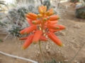 Aloe Xfire bird