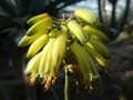 Aloe alfredii