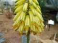 Aloe alfredii