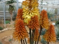 Aloe ampefyana