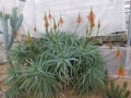 Aloe arborescens