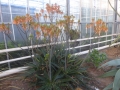 Aloe branddraaiensis