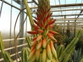 Aloe caesia